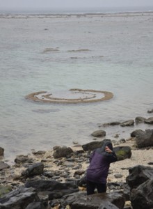 海面に出現した丸テーブル状のサンゴ礁「マイクロアトール」＝２０日、宇検村の船越海岸