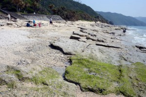 砂が激減してビーチロックが露出する大浜海浜公園の海岸線＝４月２５日