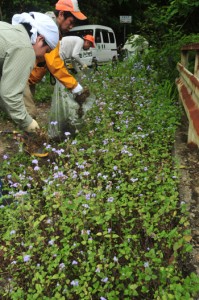 外来植物ムラサキカッコウアザミの除去作業を行う奄美マングースバスターズら＝２４日、住用川にかかる「きょらむん橋」