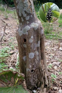 ゴマダラカミキリムシの成虫（円内）、幼虫によって枯死した被害樹（喜界町提供）