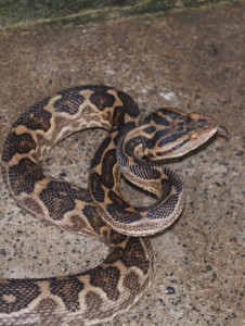 奄美大島に生息するハブ（龍郷町買い上げハブ保管室提供）