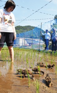 研究所職員が見守る中、田に放たれた１０羽のアイガモ＝２３日、瀬戸内町節子