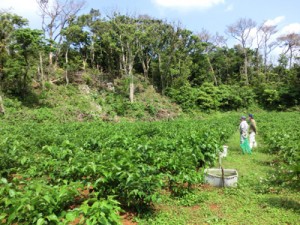 知名町で無農薬で栽培されているシマグワ