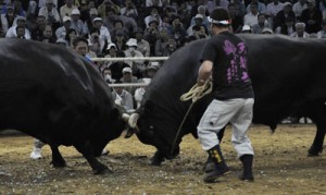 ゴールデンウイーク闘牛大会・全島一決定戦１５０５０３徳