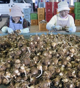 選果場に運び込まれたサトイモのこぶ取り作業＝与論町茶花