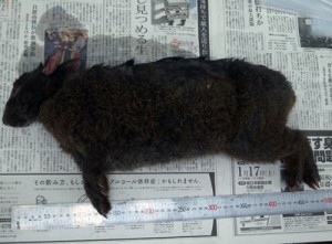 奄美野生生物保護センターに持ち込まれたアマミノクロウサギの死骸（提供写真）