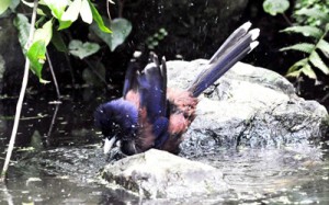 水浴びを楽しむルリカケス＝１５日、龍郷町