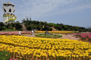 和泊町・ユリの塔下のユリ園見ごろ１５０５１０沖