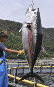 いけすからクレーンで引き上げられる重さ１８２㌔のクロマグロ＝１１日、瀬戸内町花天