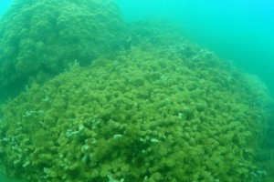 泥をかぶって大半が死滅したハマサンゴ＝２９日、奄美市住用町市沖の海底（自然と文化を守る奄美会議提供） 