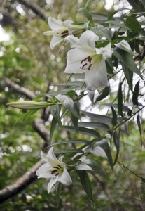 見ごろを迎えたウケユリの花＝２５日、瀬戸内町請島