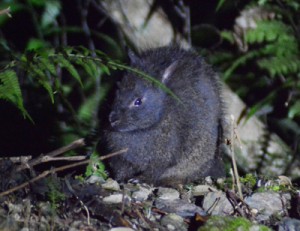 夜の森で食事を楽しむアマミノクロウサギの幼獣＝奄美大島の山中