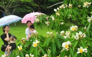 雨露にぬれ、梅雨期を彩るイジュの花＝１９日、奄美市の名瀬運動公園