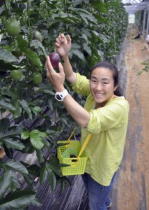 パッションフルーツを収穫する籾山さん。「等身大の島暮らしが移住者の参考になれば」と話す＝５日、瀬戸内町嘉鉄