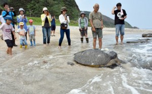 発信器を付けて放流されるアオウミガメ＝２１日、龍郷町安木屋場