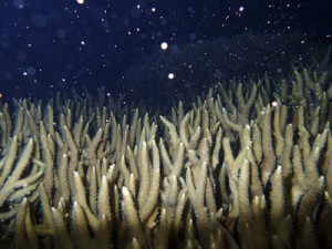 夜の海を神秘的な雰囲気で包んだサンゴの産卵＝４日午後１０時２０分、徳之島