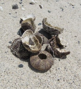 不法投棄されたウニの殻＝７日、奄美市名瀬の大浜海浜公園