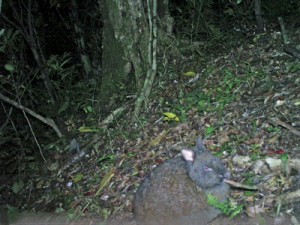 自動撮影カメラが捉えたアマミノクロウサギ＝２０１５年３月３０日午前１時ごろ、伊仙町の犬田布岳（環境省徳之島自然保護官事務所提供）