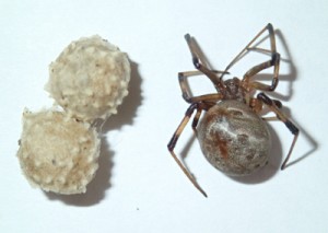 毒のあるハイイロゴケグモの雌と卵のう（徳之島で撮影）