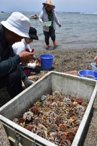 シラヒゲウニの殻を割って身を取り出す人々＝１日、奄美市名瀬芦花部