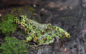 鮮やかな金色の斑紋が美しいアマミイシカワガエル＝１７日、龍郷町の奄美自然観察の森