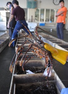 漁解禁を迎え、次々と水揚げされた生きのいいイセエビ＝２１日、奄美市名瀬の名瀬漁協