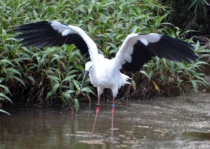 水辺で羽を広げるコウノトリ＝２０日、奄美大島北部の水辺