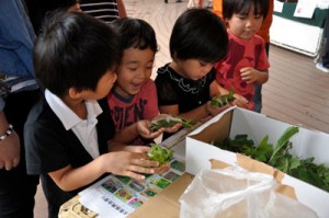 子どもたちに人気だったカイコと触れ合うコーナー＝３０日、鹿児島市本港新町