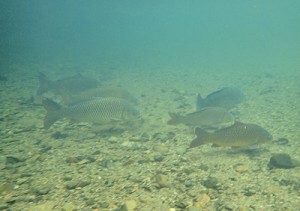 住用川上流で確認されたコイ成魚の群れ（奄美海洋生物研究会撮影）