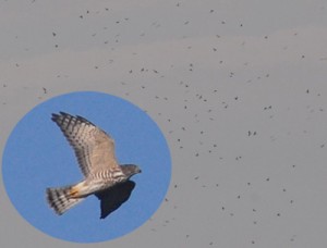 上昇気流に乗って大空を舞うアカハラダカの群れ（円内は幼鳥）＝と、タカ柱を追う崎原小の児童ら＝２５日、奄美市名瀬