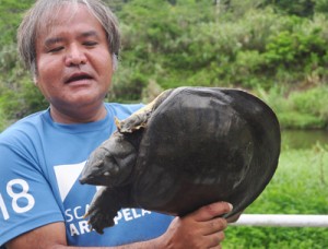 役勝川などアユの生息する２河川でも見つかったスッポン