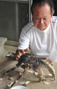 喜念浜海岸で見つかったヤシガニ＝２日、伊仙町