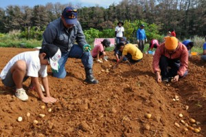 バレイショを手作業で植え付ける参加者＝１７日、和泊町谷山