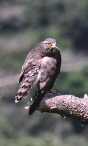 奄美大島に飛来した旅鳥のサシバ＝７日、奄美市名瀬の山中