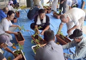 プランターに苗植え。慣れた手付きの人の中にそうでない人も＝９日、瀬戸内町加計呂麻島諸鈍