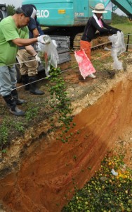 回収したグアバなどを廃棄する徳之島町の職員ら＝１４日、伊仙町