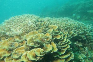 龍郷湾で確認されたセンベイサンゴ群落（鹿大国際島嶼教育センター提供）