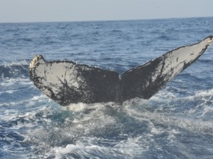 個体識別調査で奄美海域来遊数が過去最多の１７０頭に達したザトウクジラの尾びれ＝２月、奄美市笠利町沖 