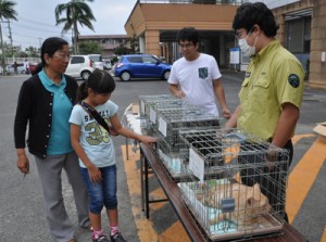 山中で保護した猫の里親を募った譲渡会＝１日、天城町