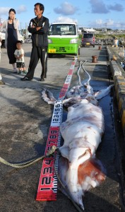 和泊町の漁師がダイオウイカ上げる１５１１２３沖