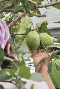 ミカンコミバエの拡大防止のため廃棄を呼び掛けているグアバの果実＝１２日、伊仙町