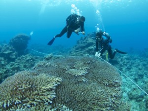 サンゴ礁の海の健康度を調べるダイバー＝１２日、加計呂麻島安脚場沖（奄美海洋生物研究会の興さん撮影）