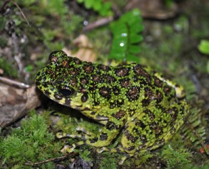 アマミイシカワガエルが絶滅危惧種に