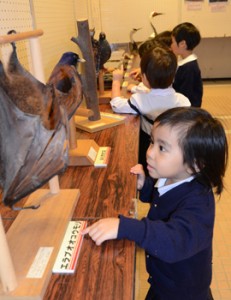 興味深そうに動物の剥製に見入る子どもたち＝１１日、奄美市 