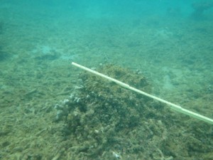 泥をかぶって死滅したユビエダハマサンゴ＝１８日、奄美市住用町市沖の海底（日本自然保護協会提供） 