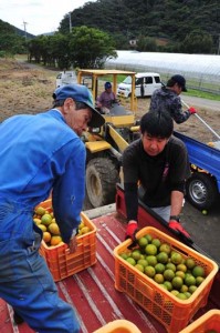 国の廃棄命令を受け、選果場に持ち込まれたタンカン＝２１日、奄美市名瀬