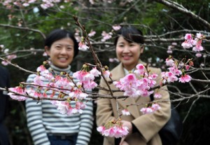 開花宣言されたヒカンザクラ＝８日、龍郷町の長雲峠