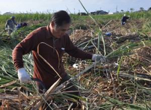 昔ながらのサトウキビの収穫作業に汗を流した住民ら＝９日、天城町