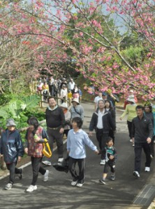 桜の花を楽しみながらウオーキングを楽しんだ参加者ら＝３１日、徳之島町