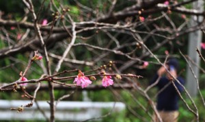 秋名のヒカンザクラ開花3